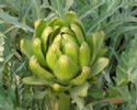 Artichoke Leaf P.E